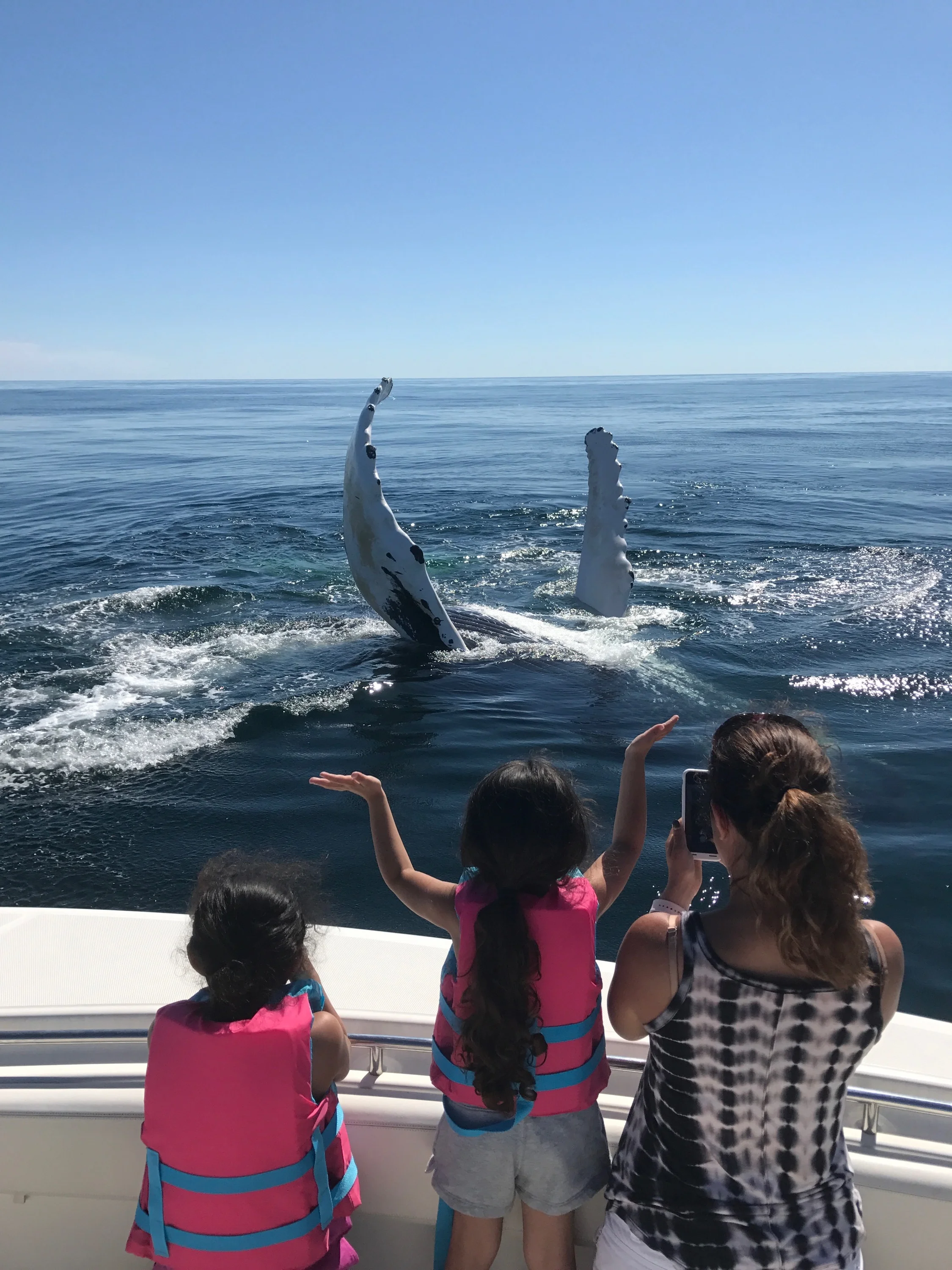  Family Whale Watch Chatham, MA Cape Cod 