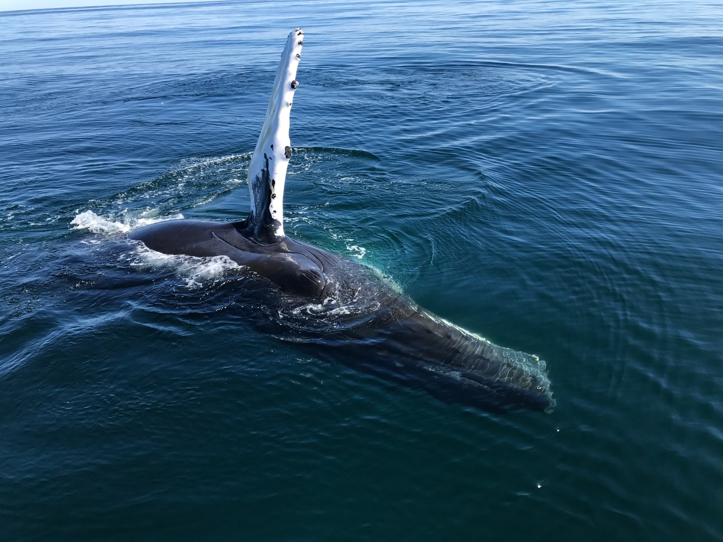  Humpback Whale Private Whale Watch Cape Cod, MA 