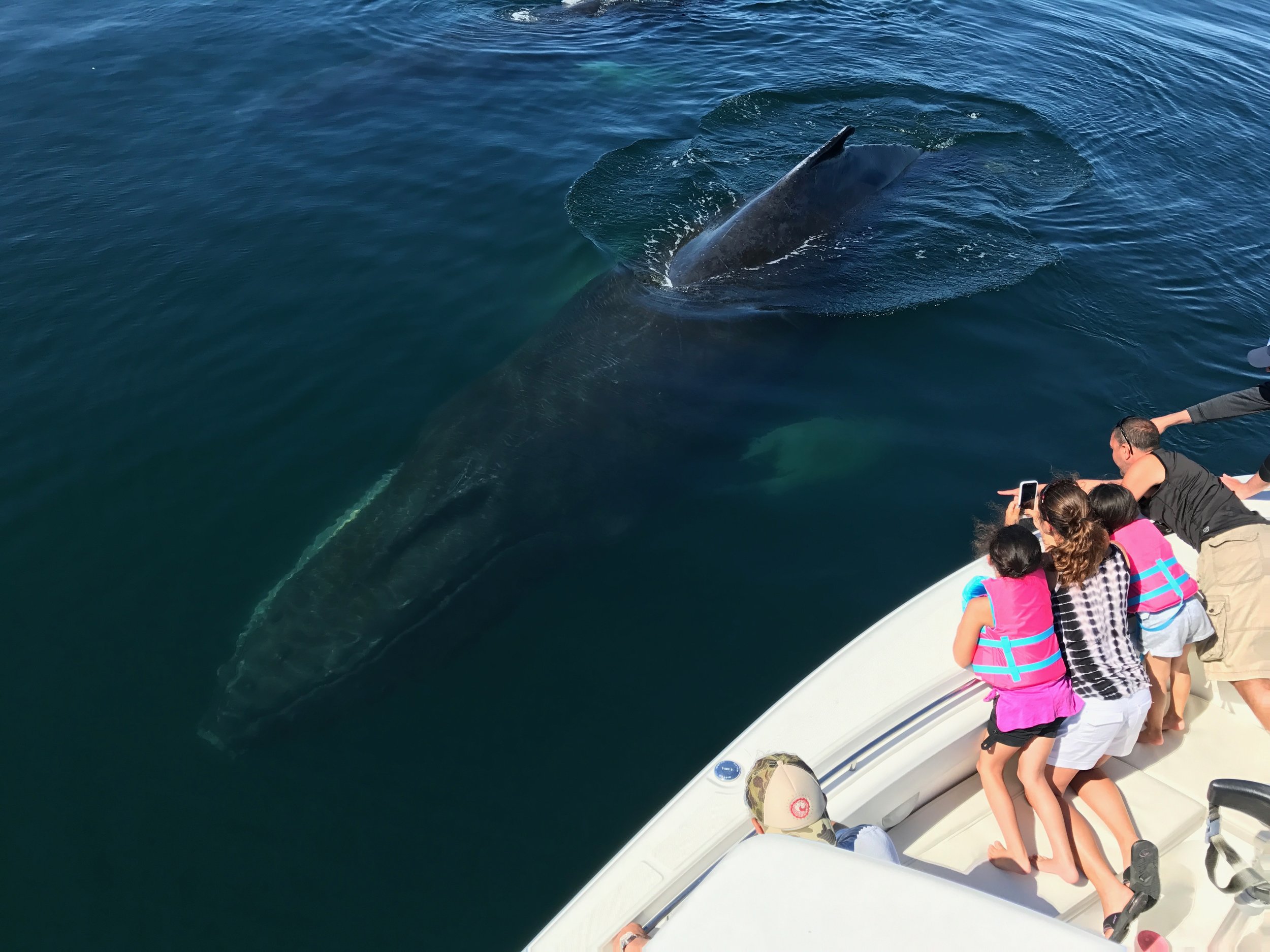  Whale watches. Shark tours. Fishing charters.   experience cape cod by boat    Book Your Trip  