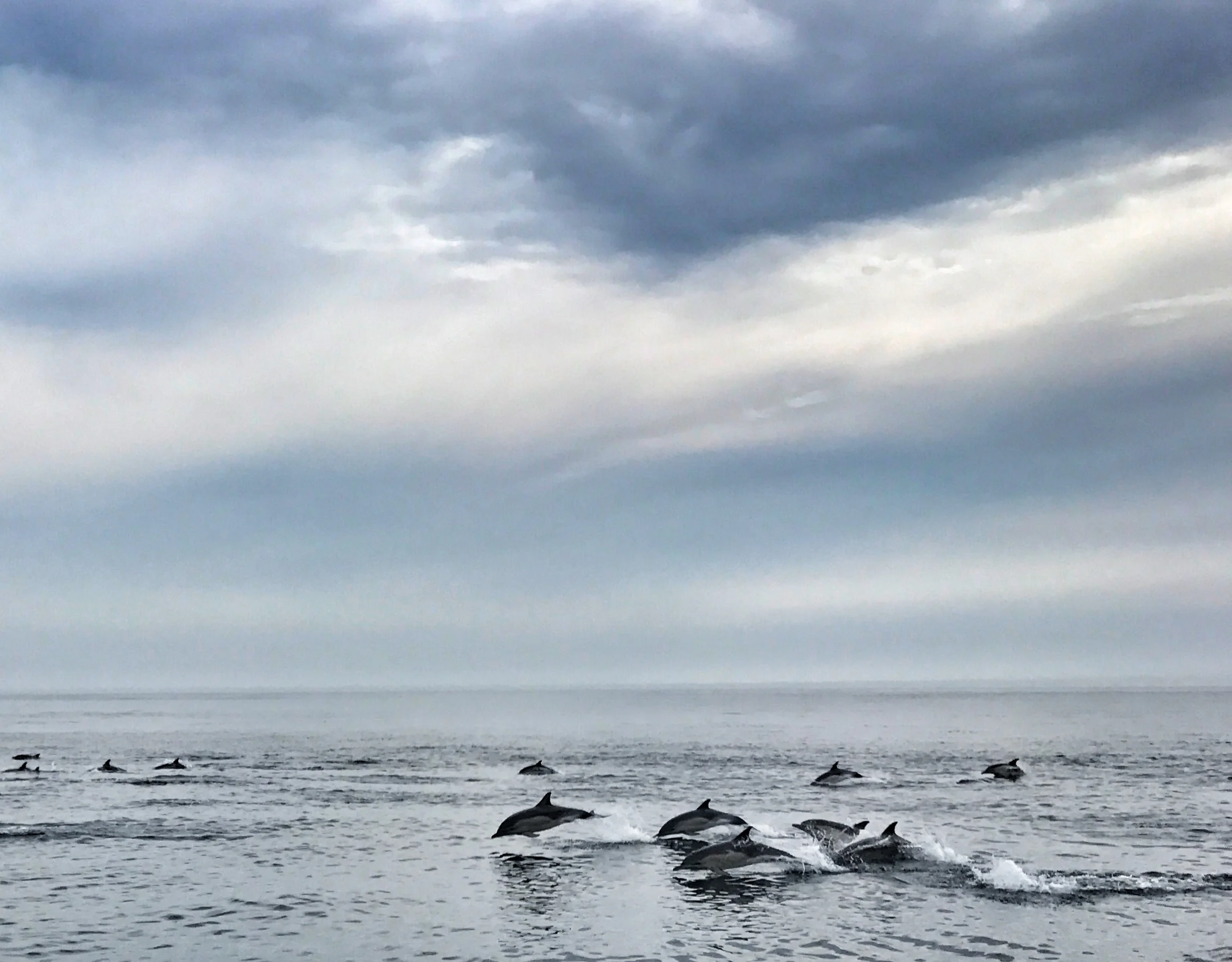  Dolphins off Cape Cod, MA 