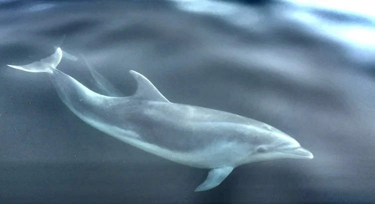  Dolphin Private Charter Cape Cod, MA 