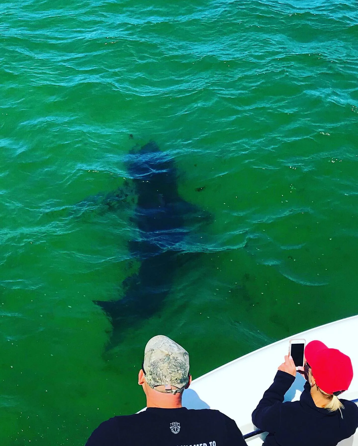  Shark Tour Chatham, MA Cape Cod 
