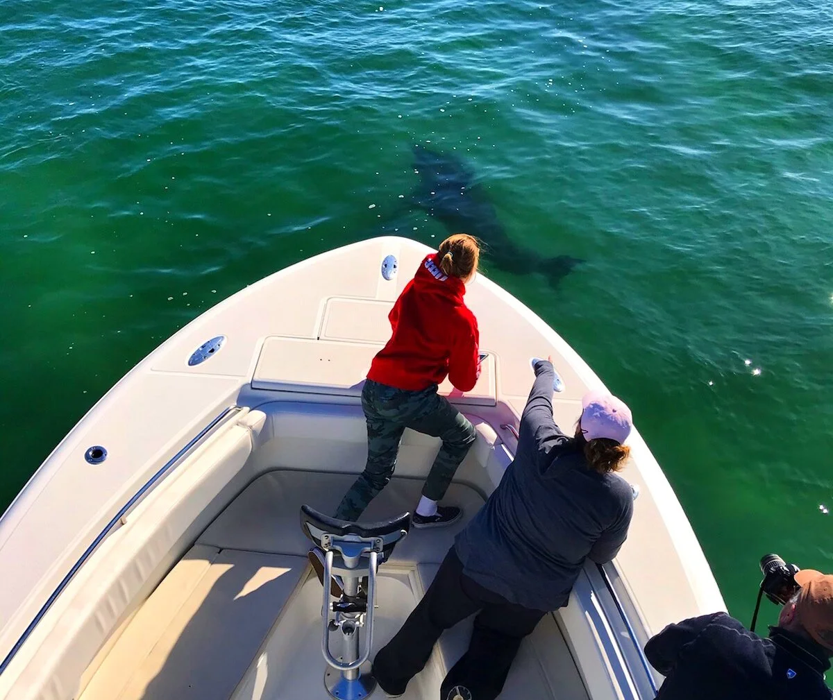  Private Shark Tour Chatham, MA Cape Cod 