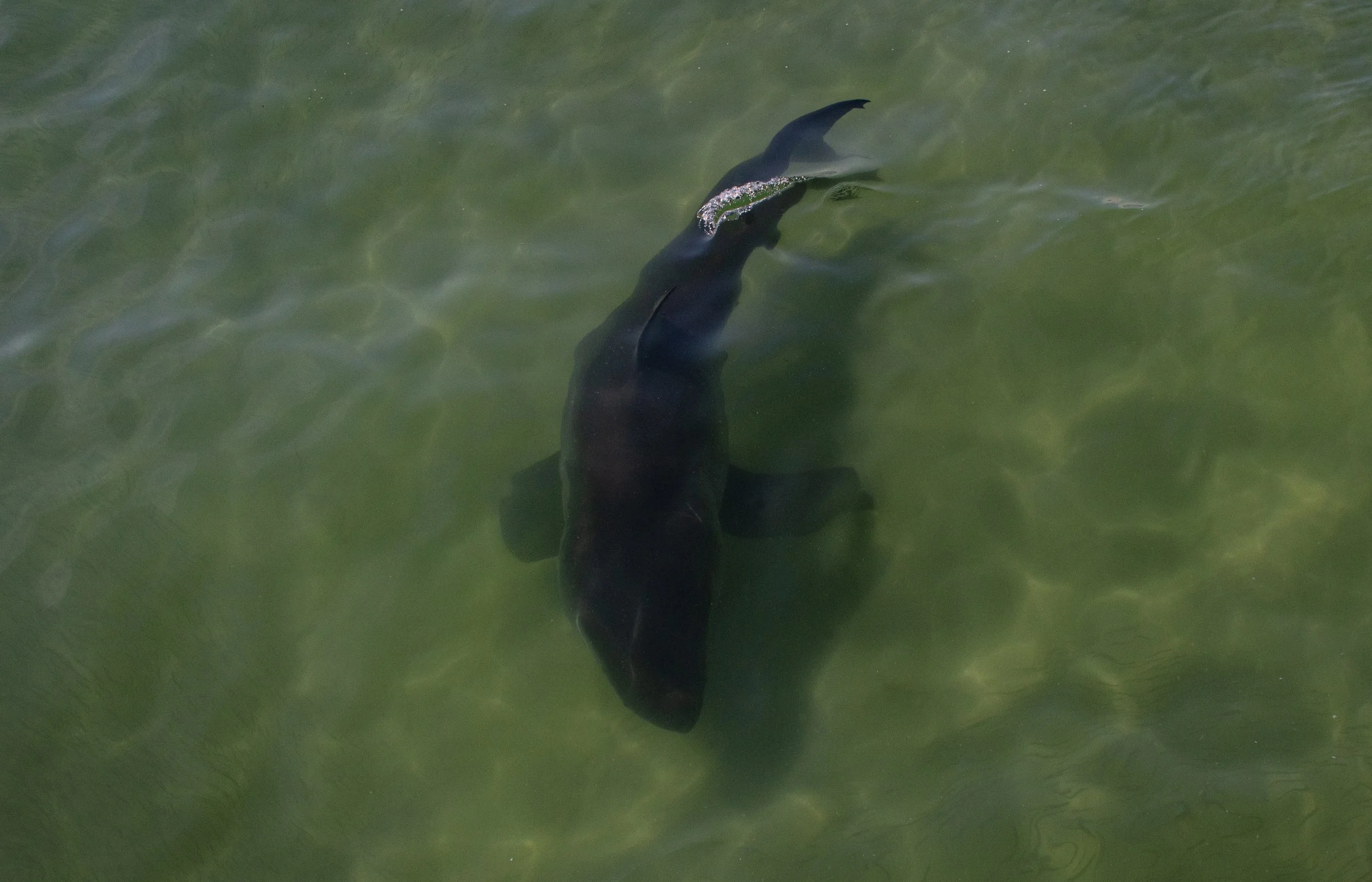 Great White Shark in the shallows