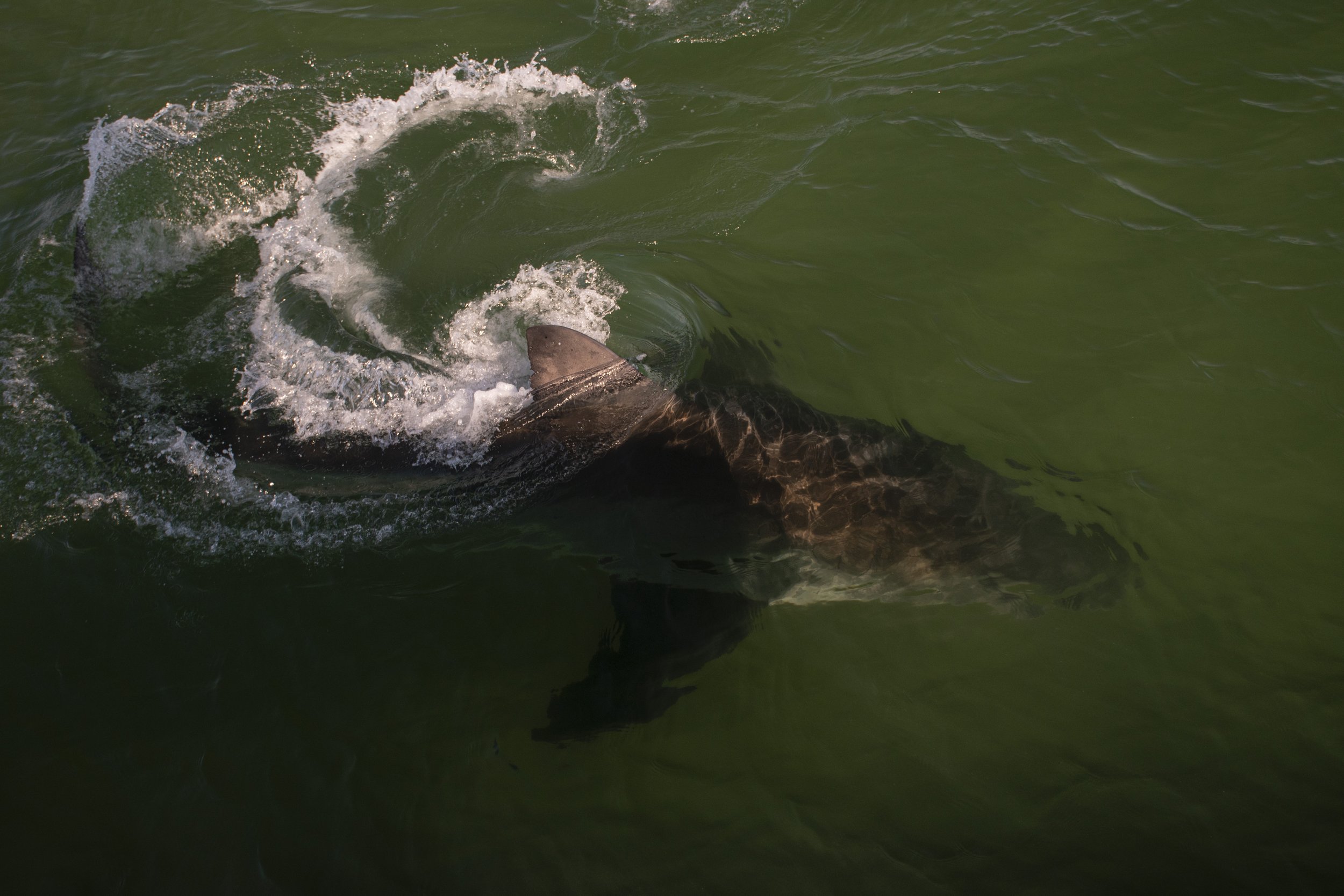 Great White Shark making a quick turn in shallow water