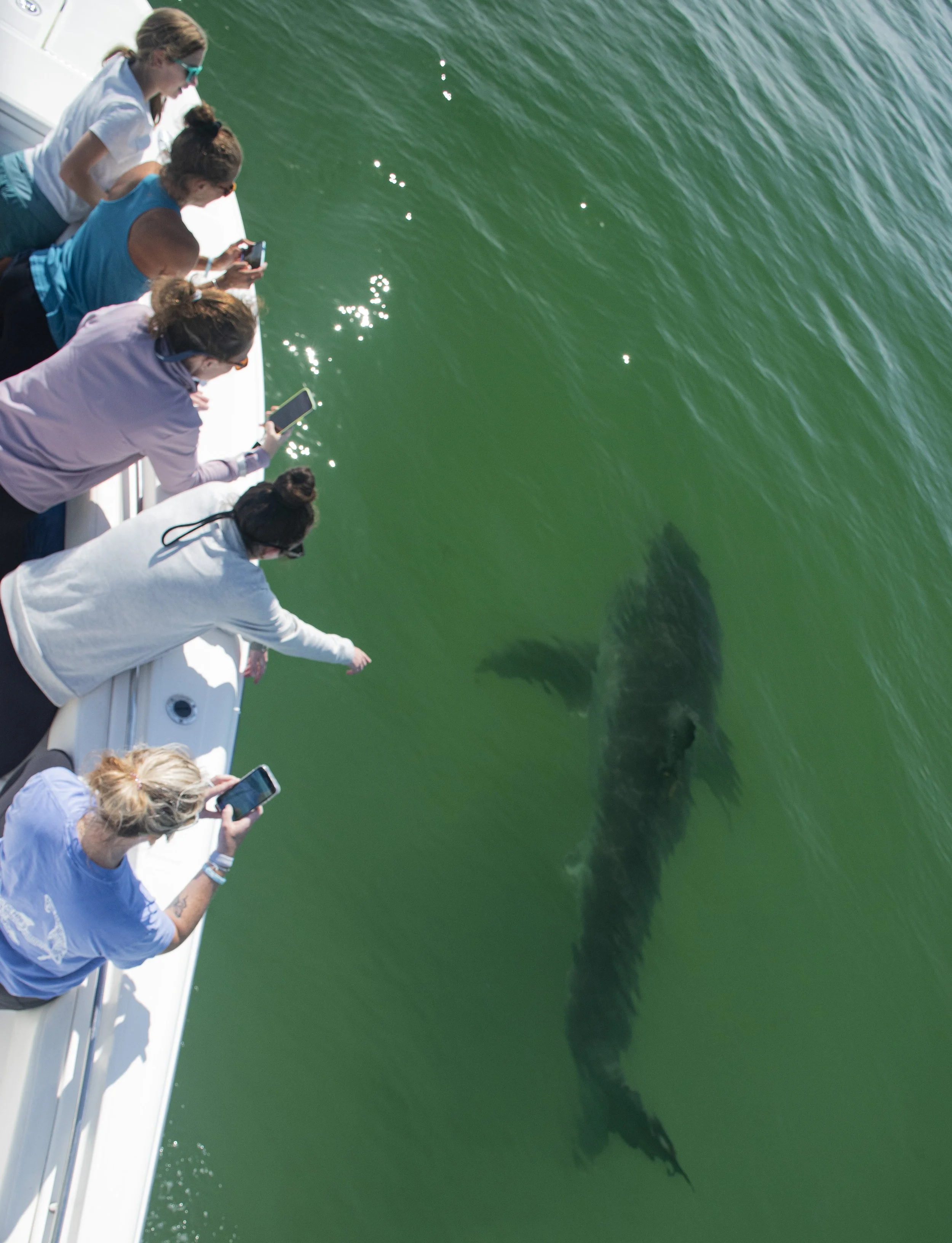 Great White Shark boatside