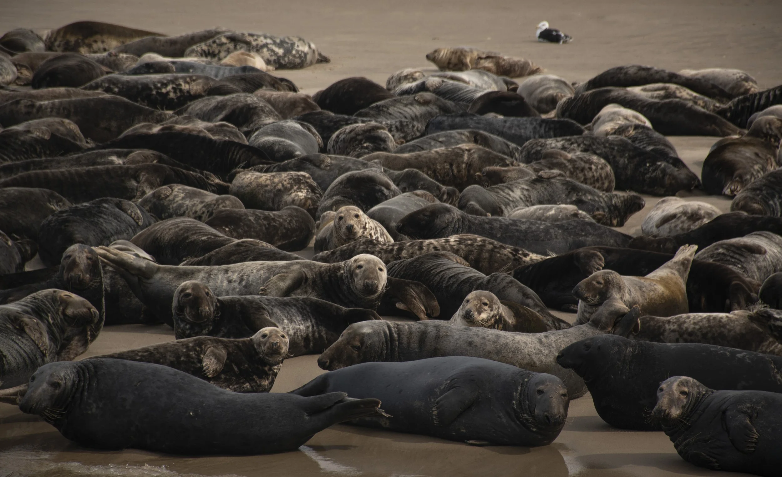 Seals get some sun and stay safe