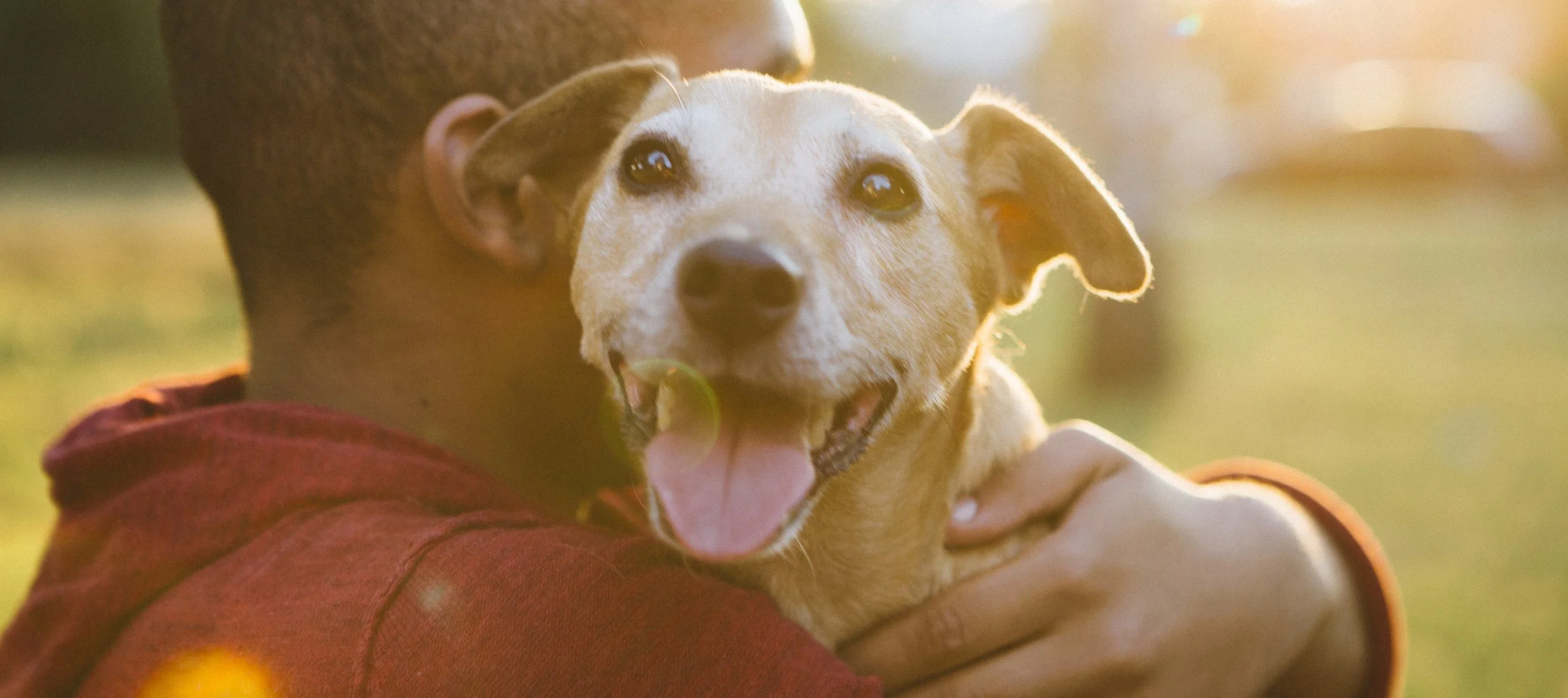 Priority Banner web.jpeg