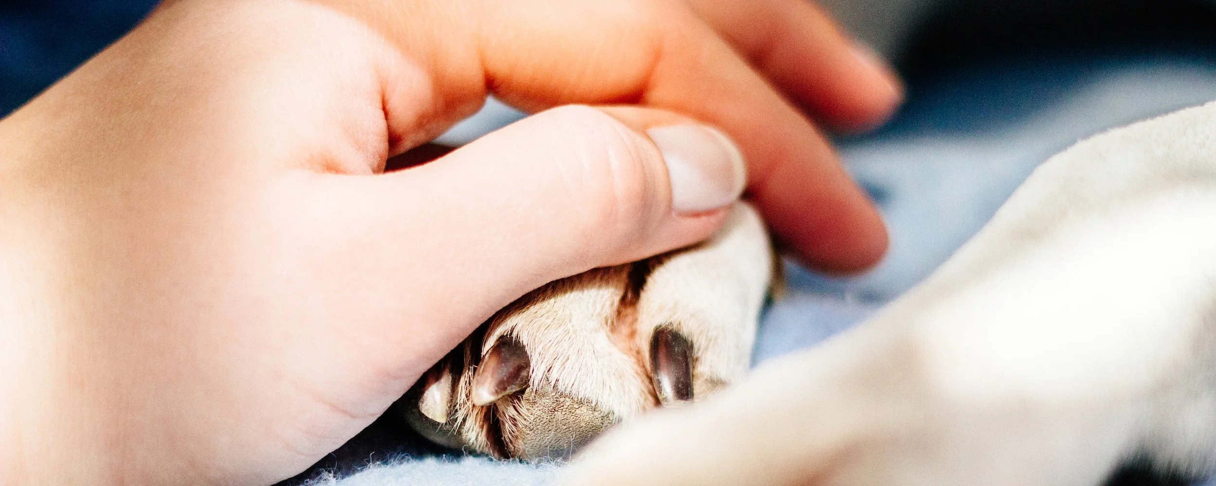 euthanasia info page.jpeg