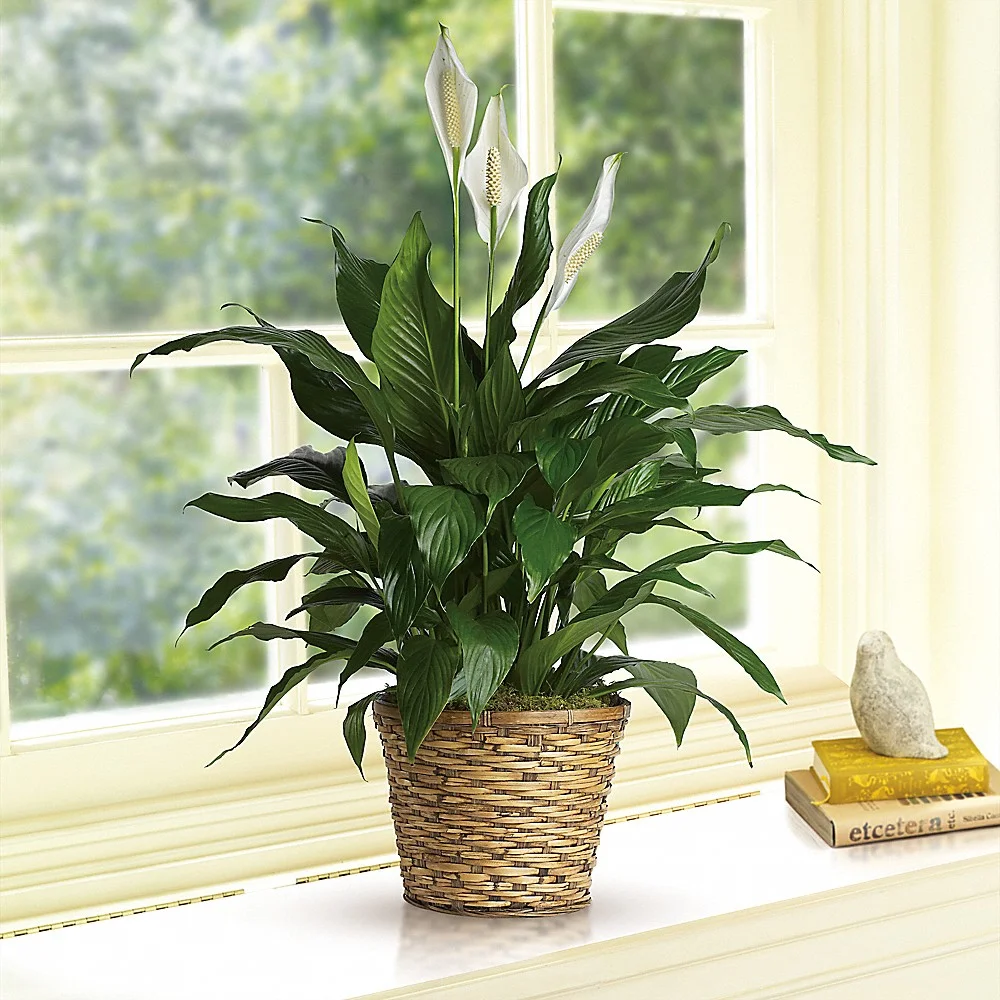 spathiphyllum#2.jpg