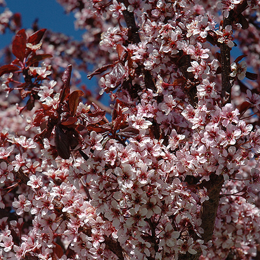 ThundercloudPlumTree.jpg