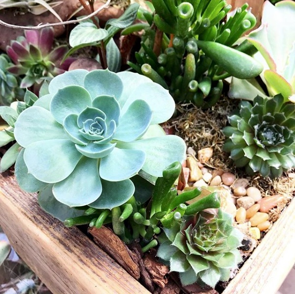 SucculentPlanter.jpeg