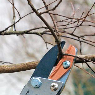 Pruning.jpg