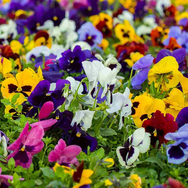 Violas.jpg