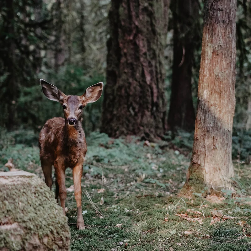 David-Izquierdo-Deer.jpg
