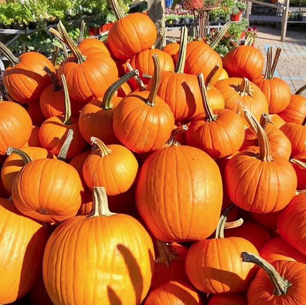Harvest Fest Pumpkins.jpeg