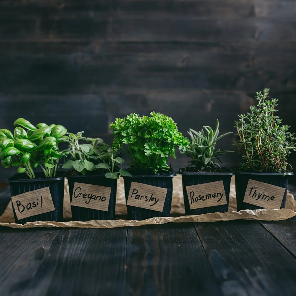 Herb Dish Garden Workshop