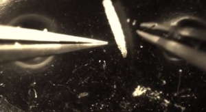 VIDEO - Robert dissects a larva