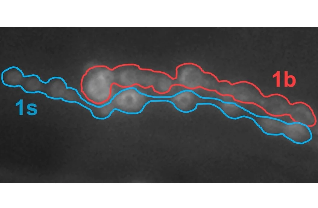 VIDEO - Neuron Firing
