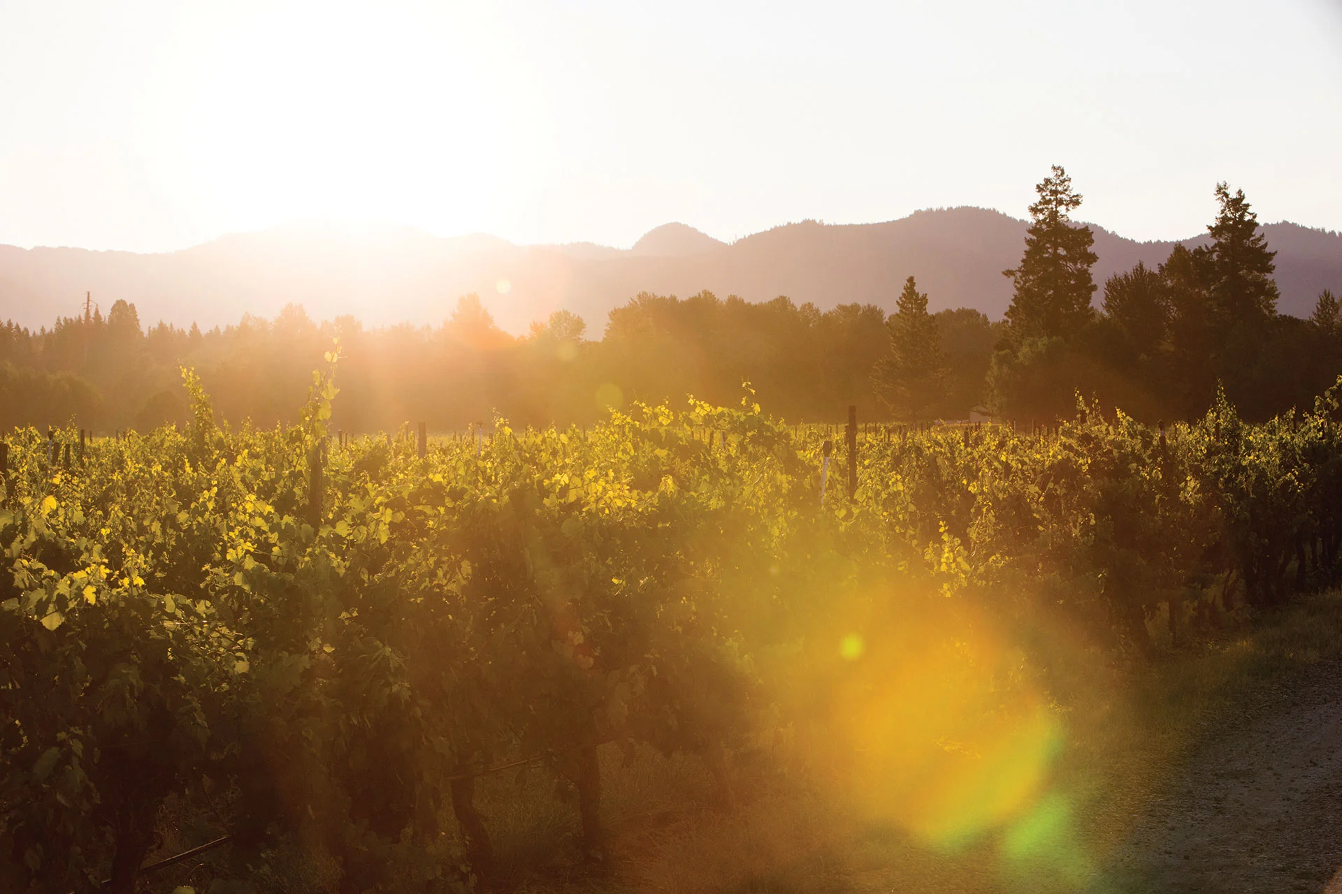 Bridgeview-Winery---Counterform-----00839.jpg