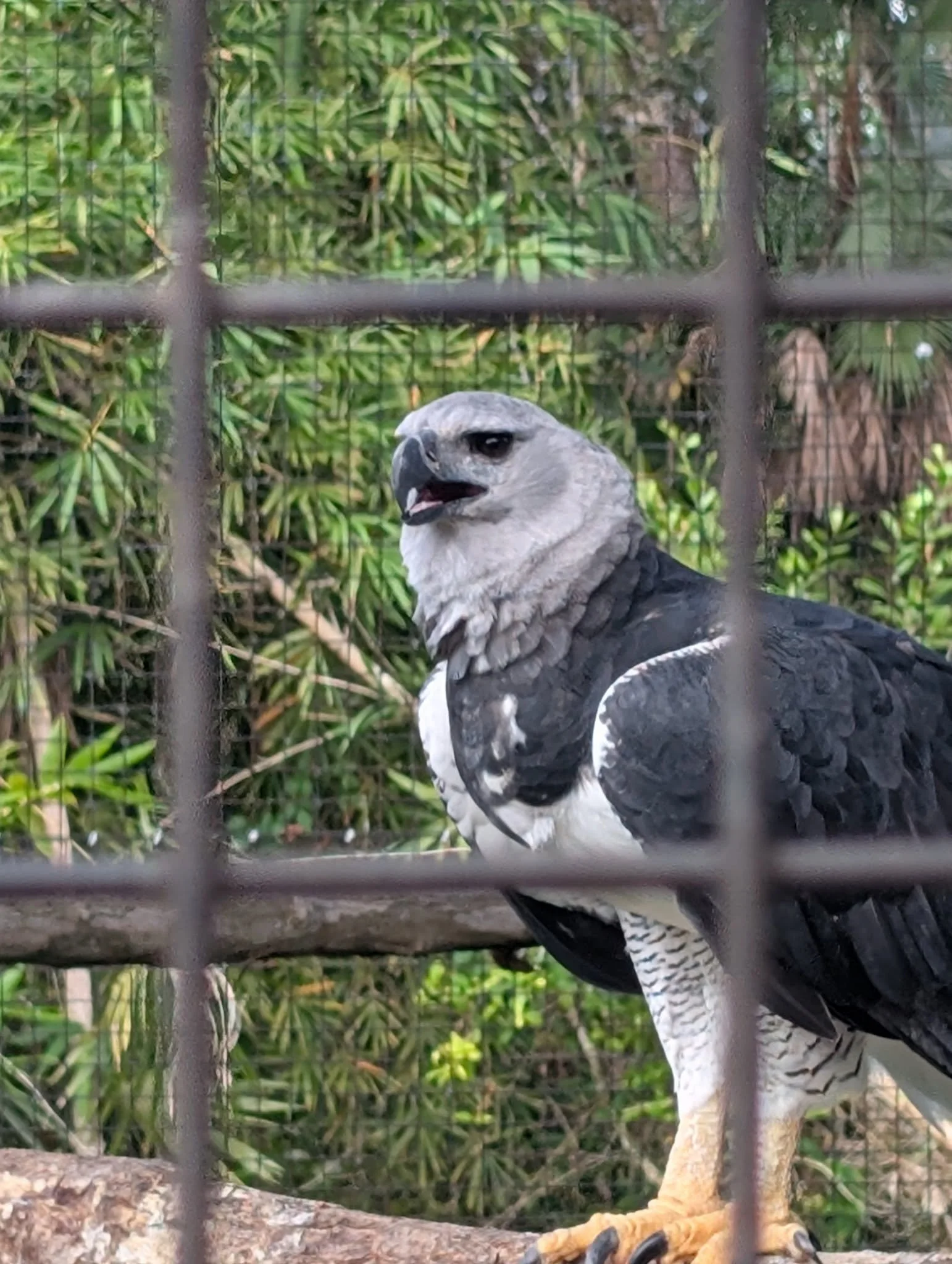 The Belize Zoo - a video tour