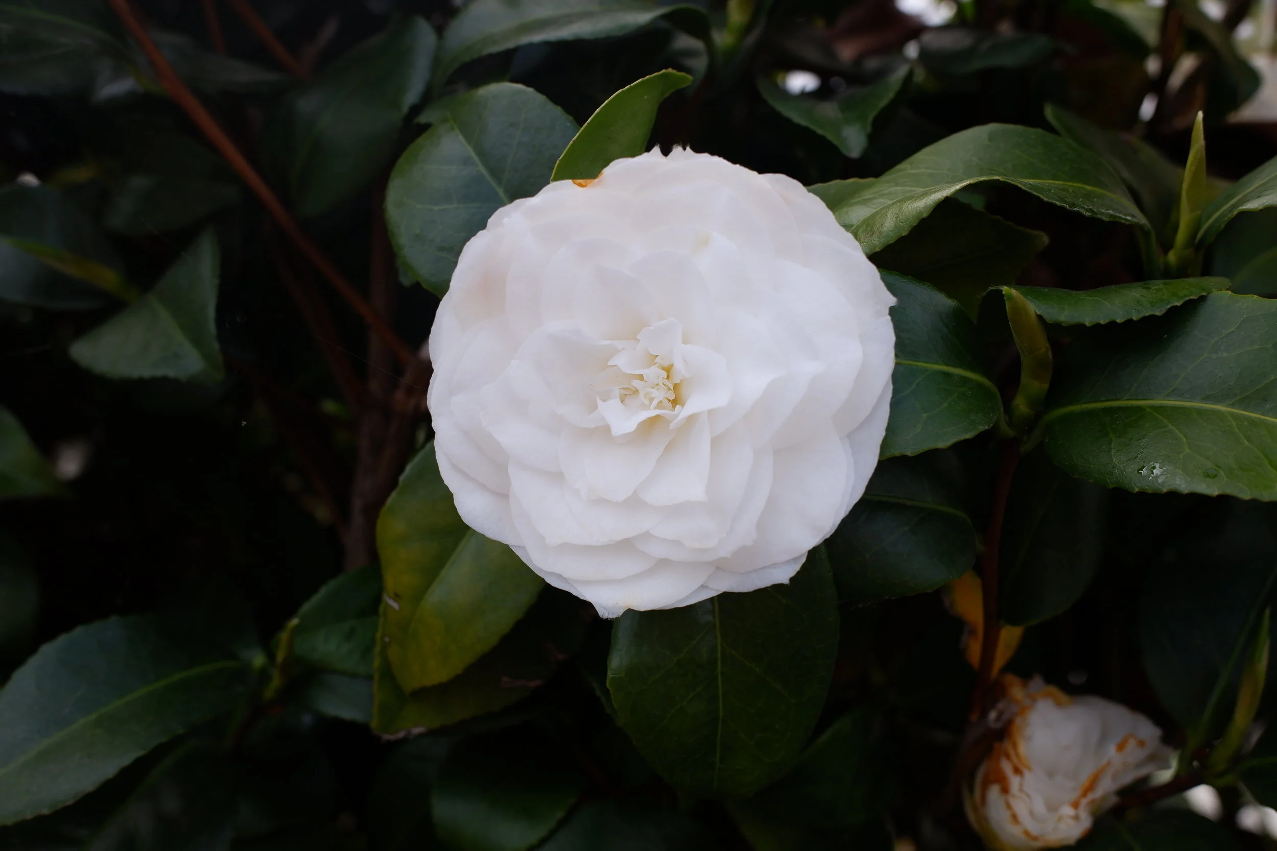 DSCF9547.JPG