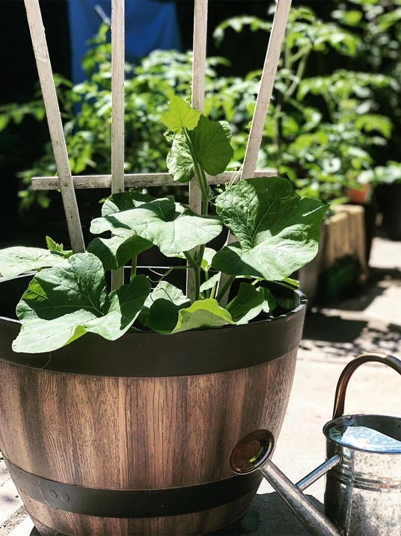 My Domino Magazine feature on Container Gardening 