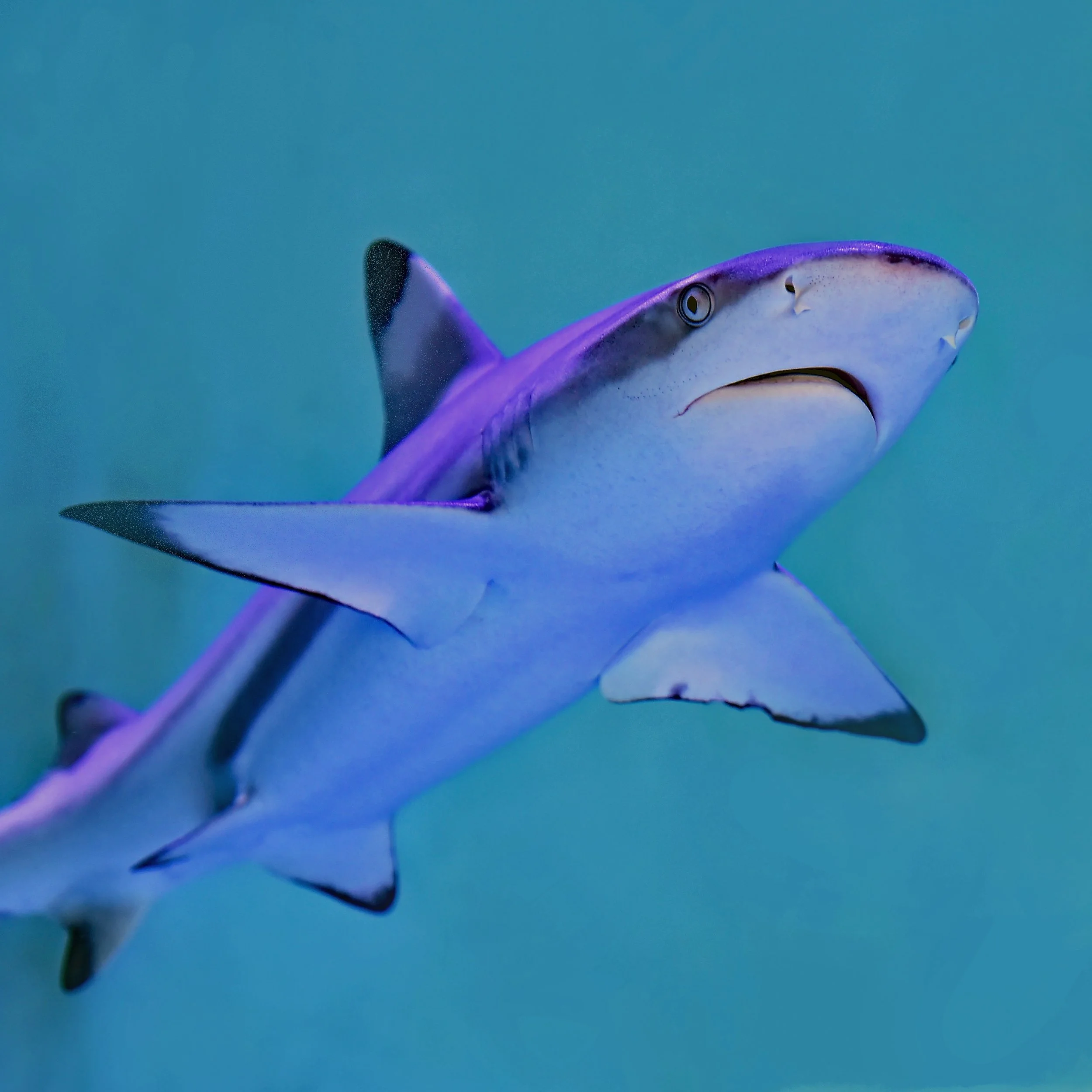 IN RESPONSE TO OUR BEACH’S INCREASED NUMBER OF SHARK ATTACKS, WE WILL BE ARMING LIFEGUARDS WITH SHARKS OF THEIR OWN