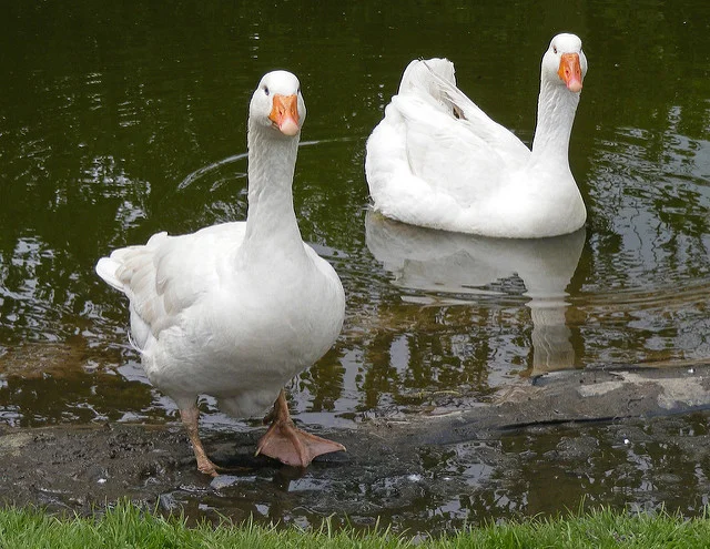 geese.jpg