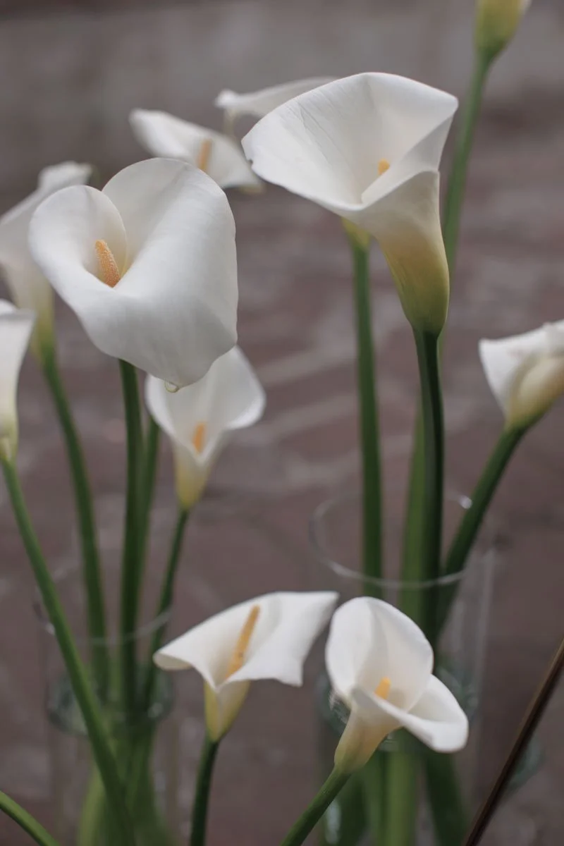 0014 BUKE x Feli.jpg