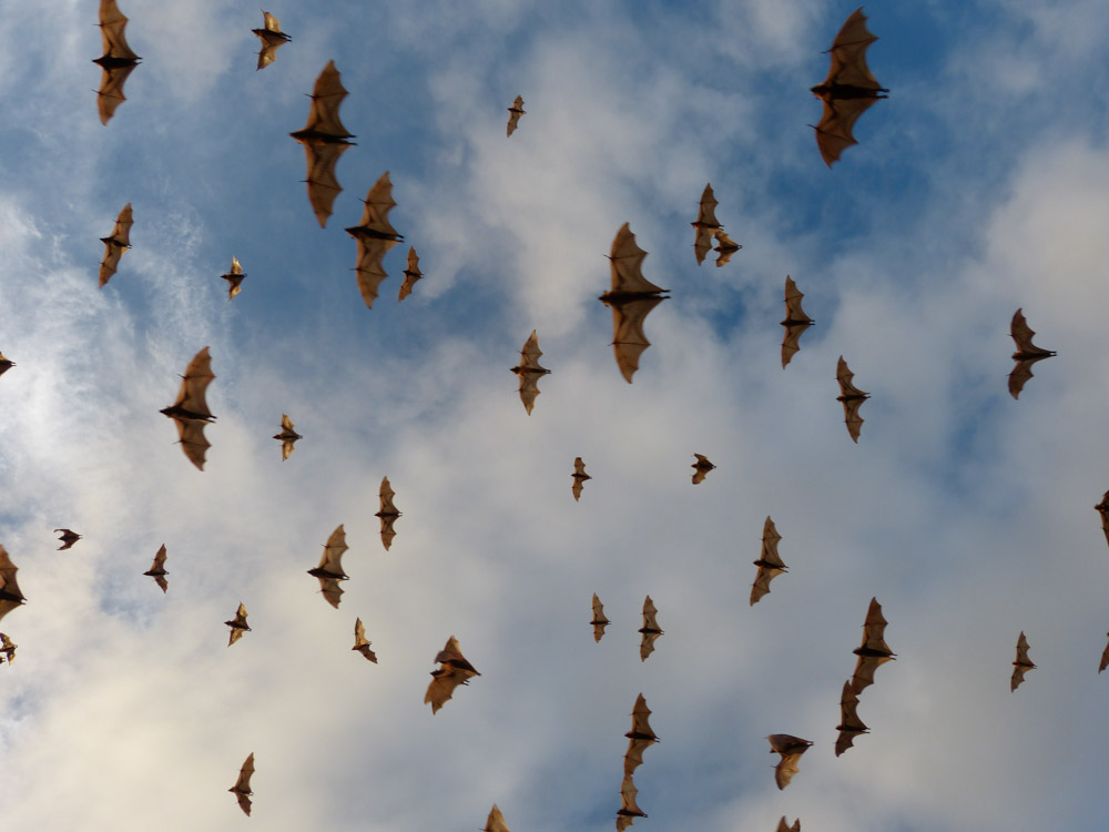 Gray Headed Flying Foxes in huge colony along the river in the town of Inverell NSW. Mar 23 2013