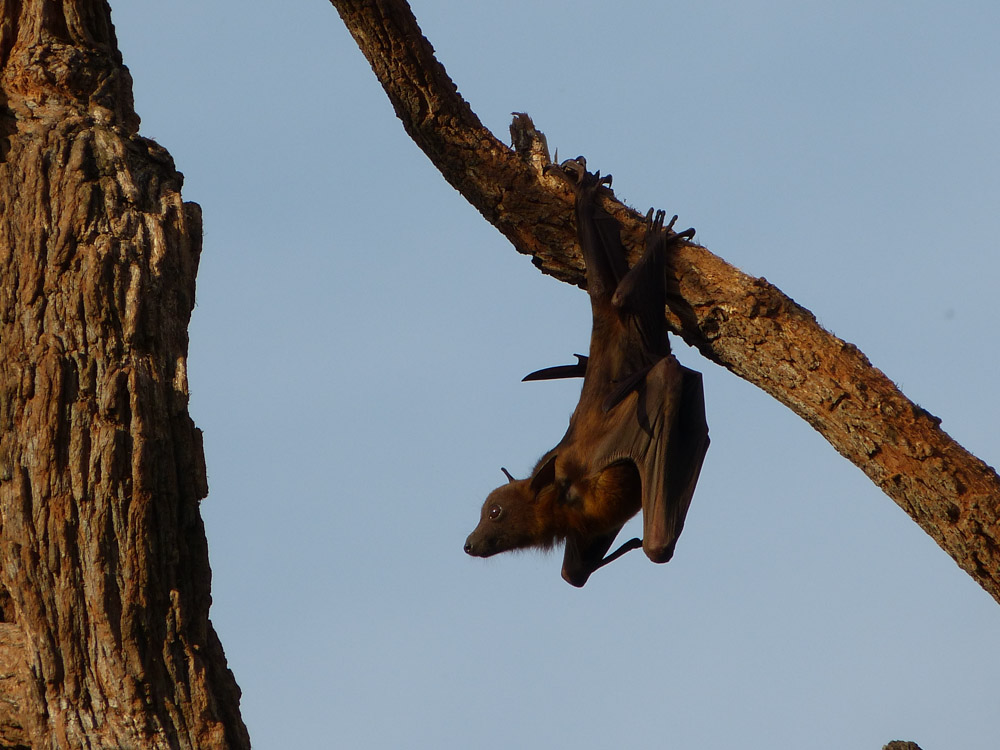 Gray headed flying fox