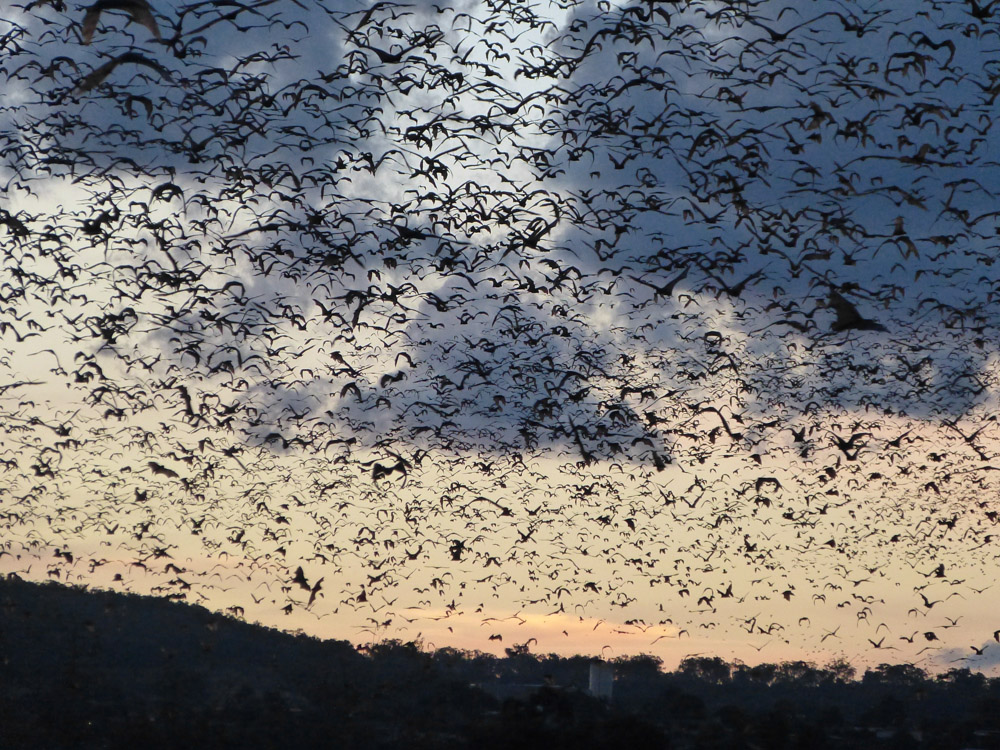 Colony of flying foxes heading out for the night.
