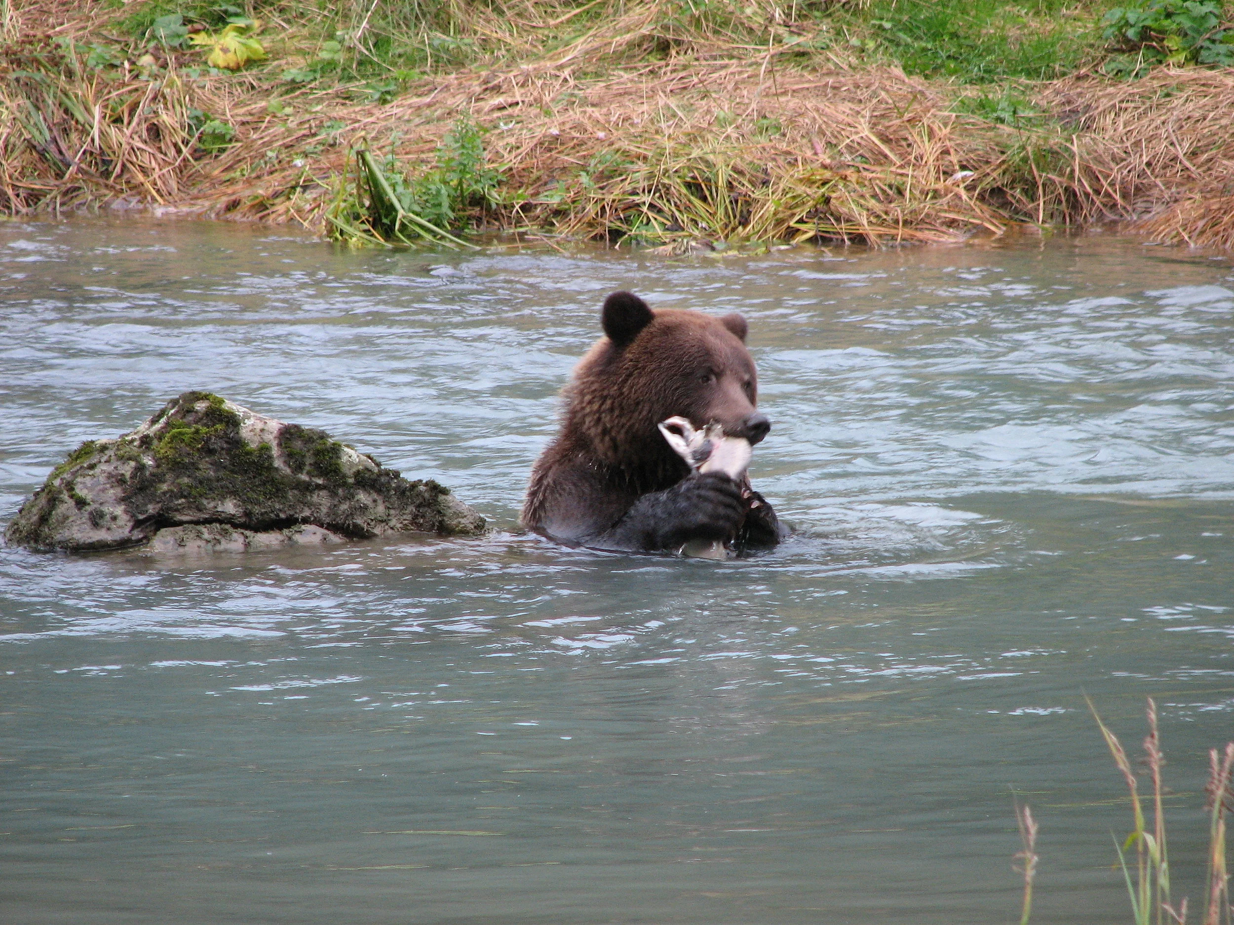 Brown bear feasting on salmon Chilkoot River near Haines, Alaska
