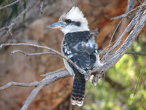 The kookabura has a maniacal, infectious laughing call