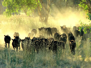 Black Angus on a cattle station in NSW, Australia