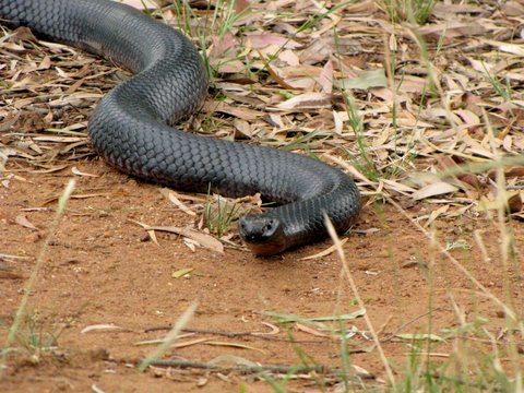 Red bellied black snake visiting my campsite--highly venomous but shy