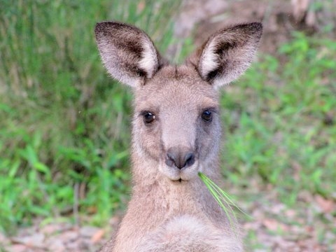 Eastern Gray Kangaroo in Warrumbungle National Park