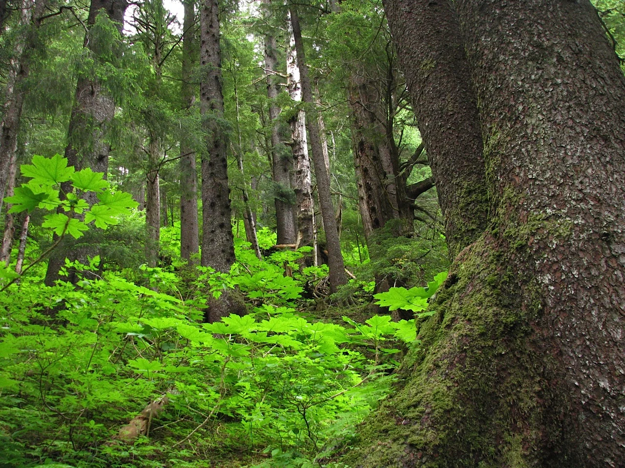 Forest and Sea: The Salmon Connection