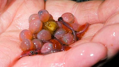 Coho salmon eggs and alevin.