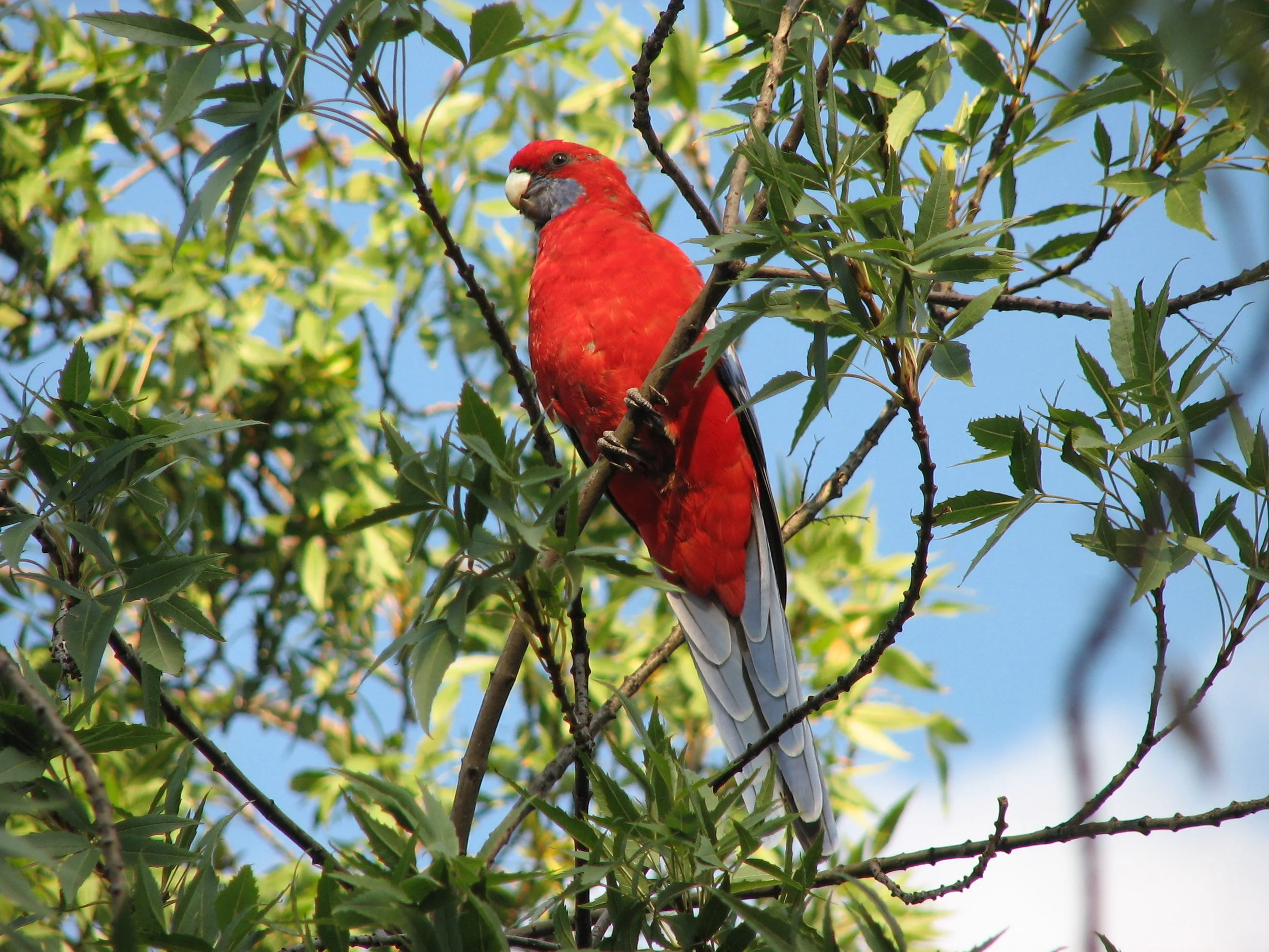 Crimson Rosella