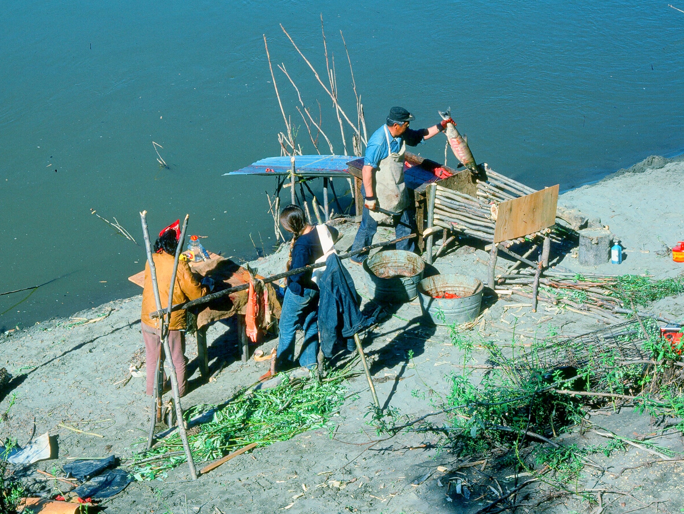 A Koyukon Indian family cutting chum salmon beside the Koyukuk River in interior Alaska.