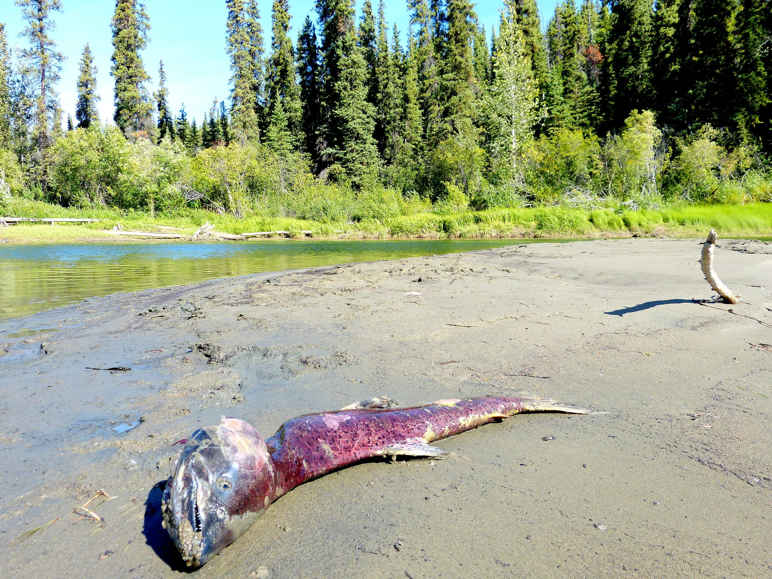 Body of a chinook salmon that swam more than 2, 000 miles up the Yukon River to spawn.