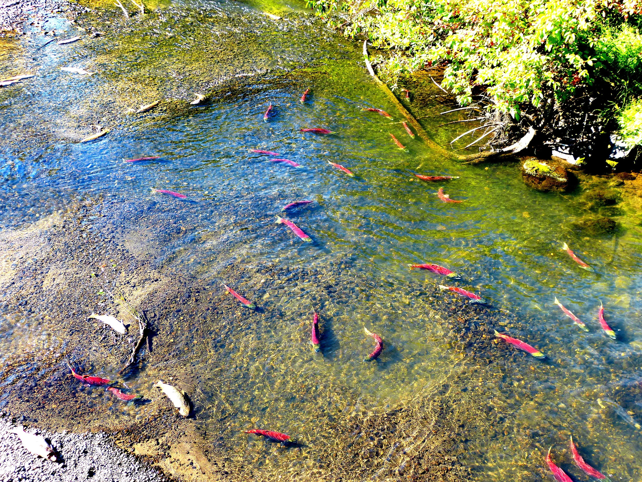 On the spawning ground, a pair of sockeye salmon in the center of a large circular nest or redd.