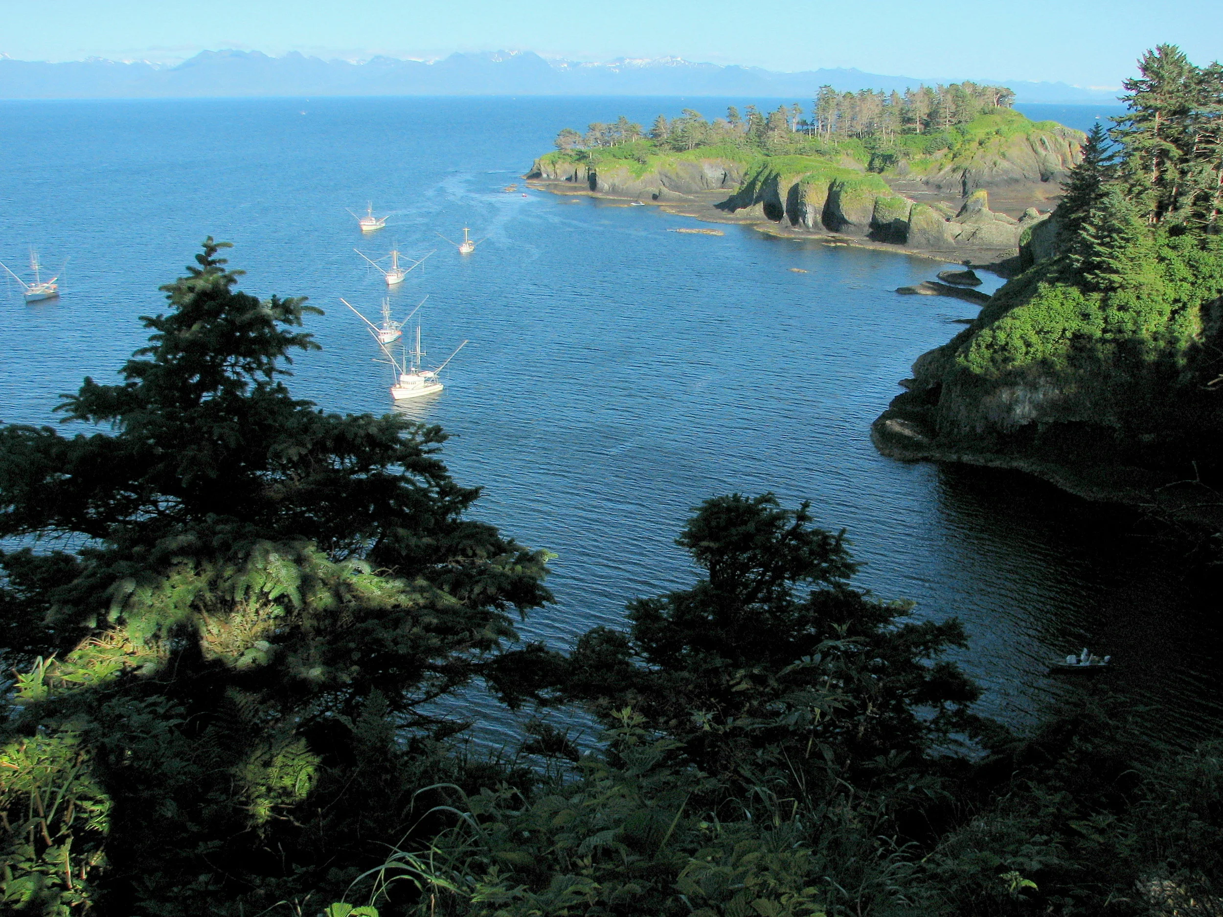 Commercial salmon trollers anchored in the sheltered lee of an island in southeast Alaska, where salmon populations are still healthy.