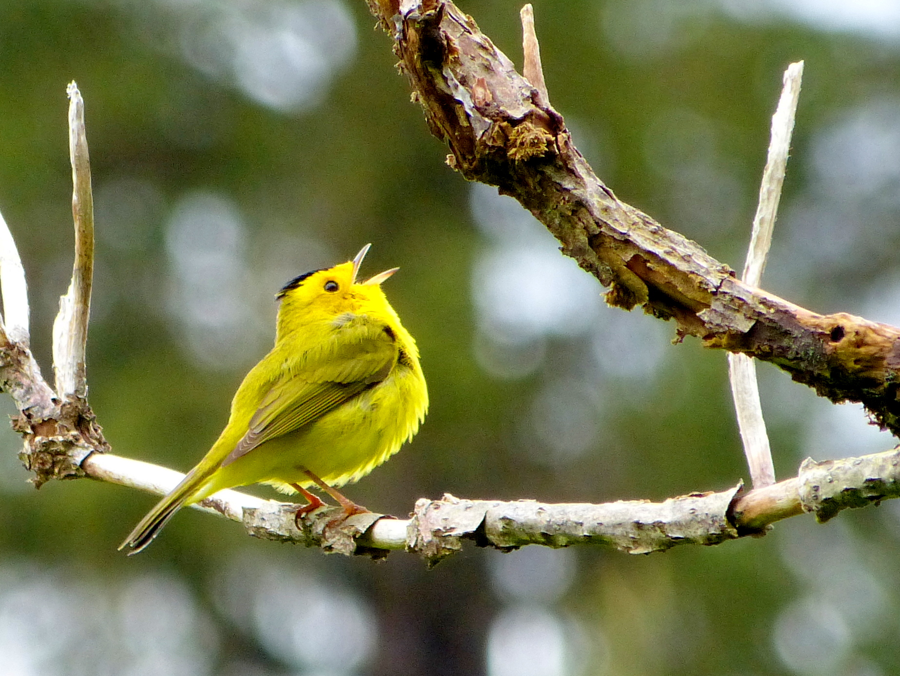 Wilson's Warbler