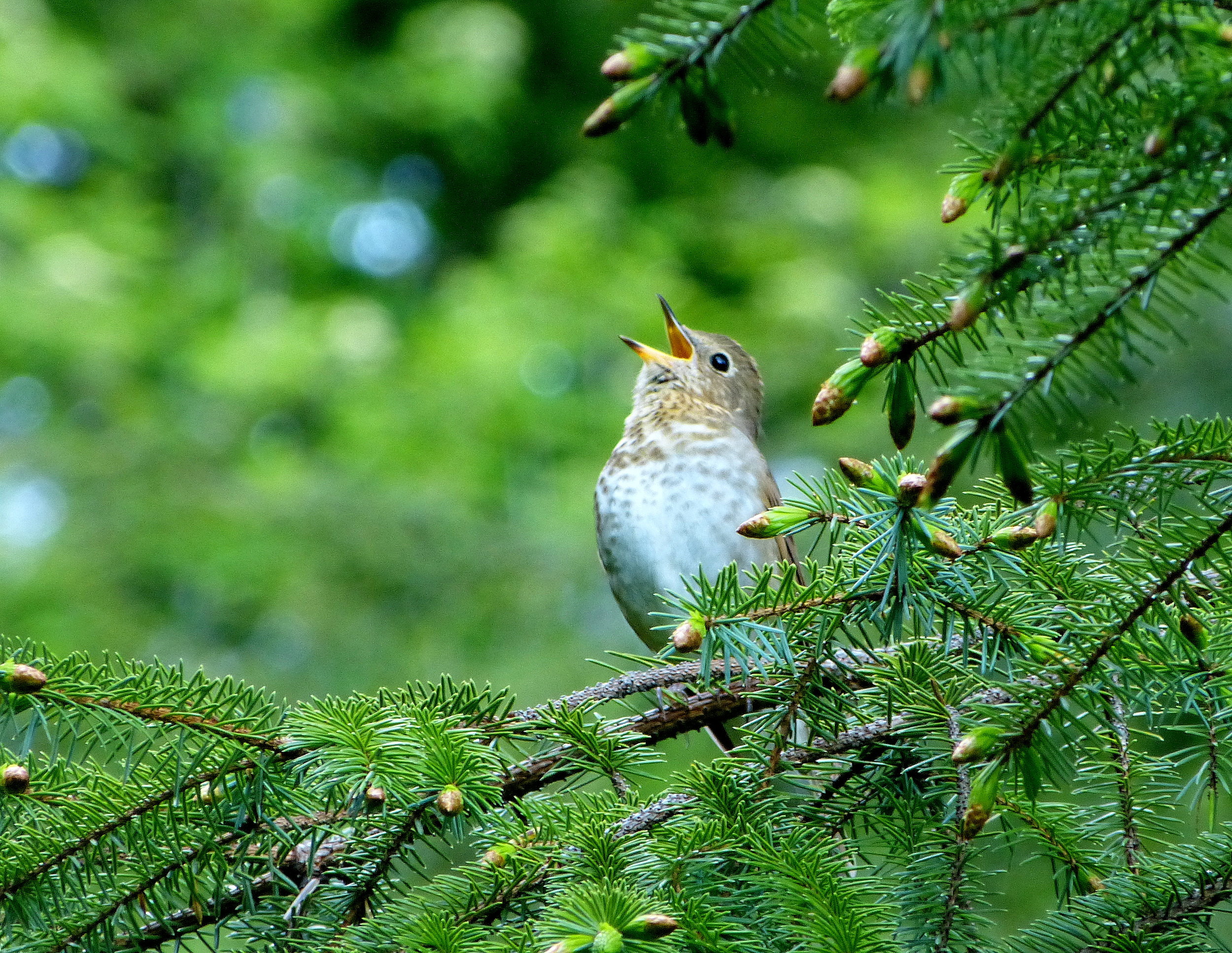 Swainsons Thrush