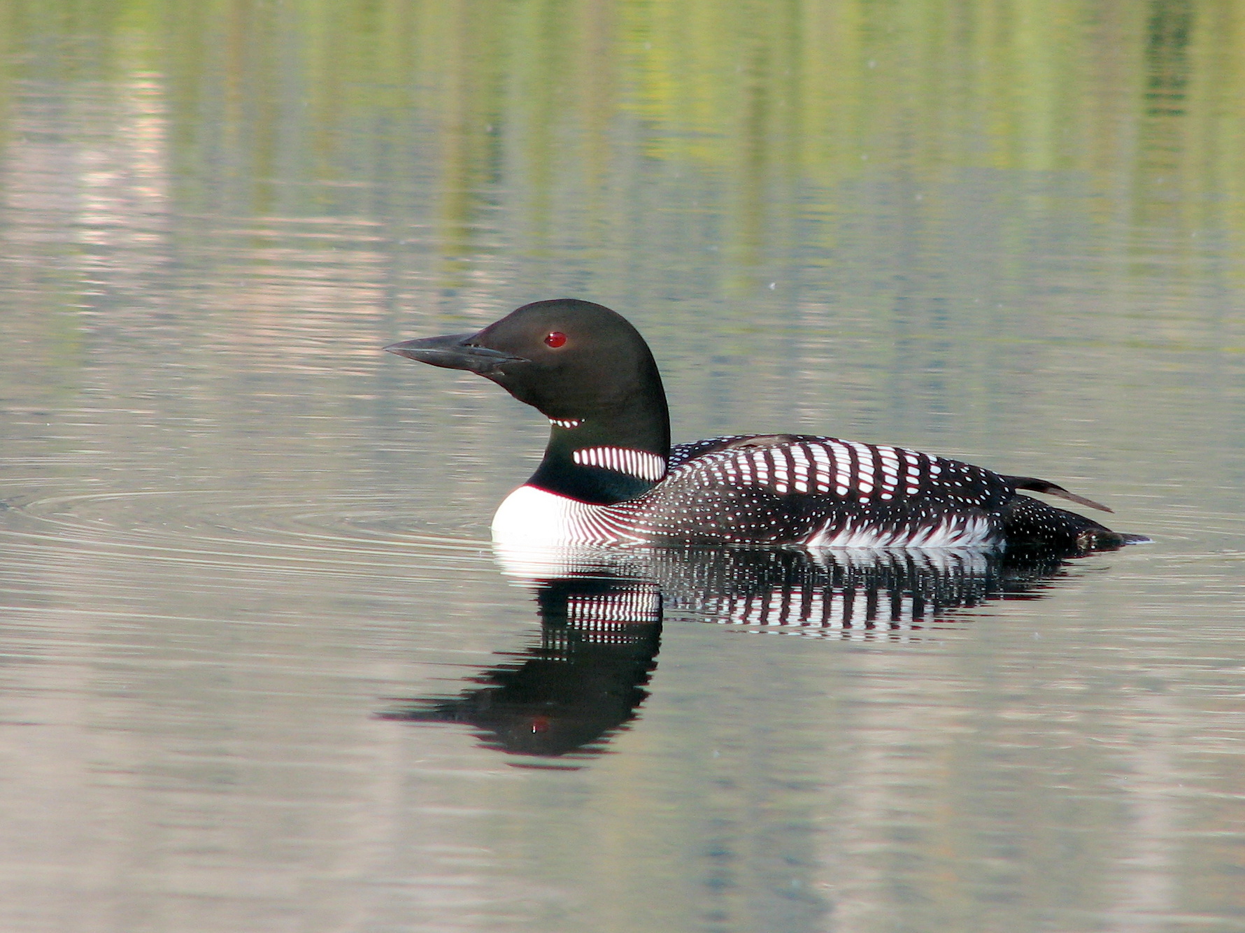 Common Loon