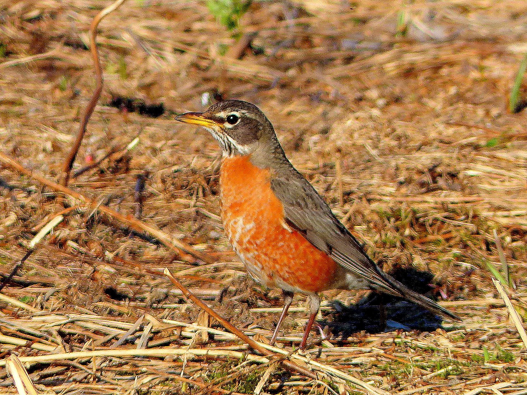 American Robin