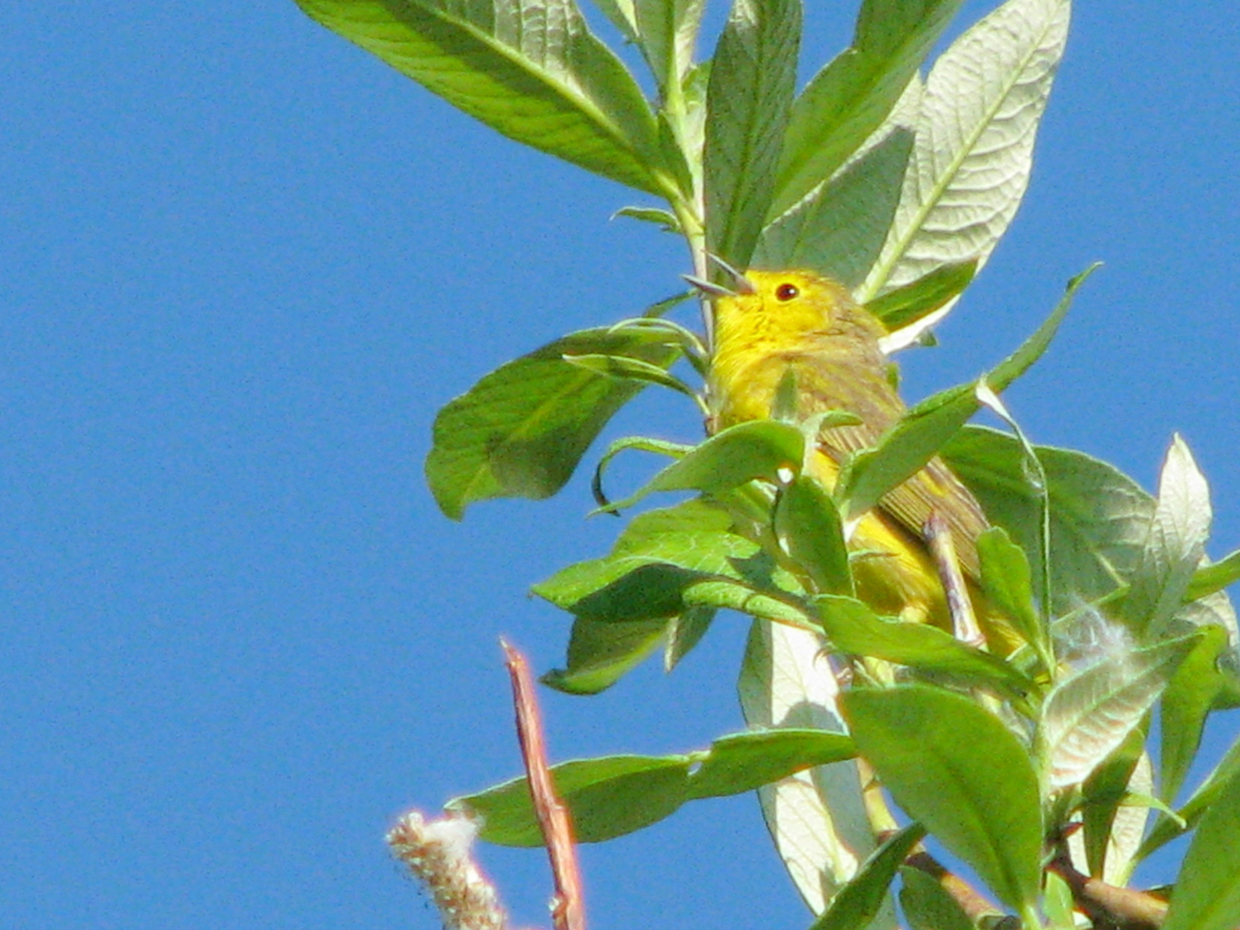 Yellow Warbler